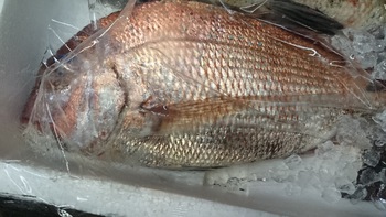 和歌山のカツオまたまた入荷しました。さらに