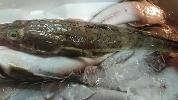 穴子入荷しましたよ♪