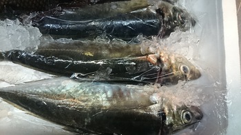 和歌山のカツオまたまた入荷しました。さらに