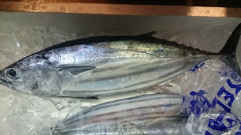 和歌山のカツオまたまた入荷しました。さらに