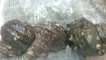 和歌山の魚をたくさん食べにきてくださいね。