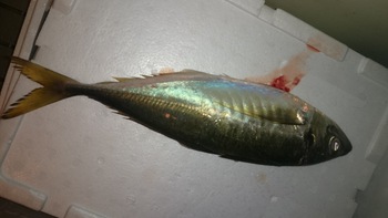 和歌山の魚はいろは劇場でお召し上がり下さい、