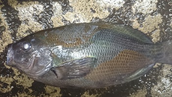 和歌山の美味しいお魚を食べに来て下さいね♪