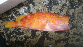 和歌山の美味しいお魚を食べに来て下さいね♪