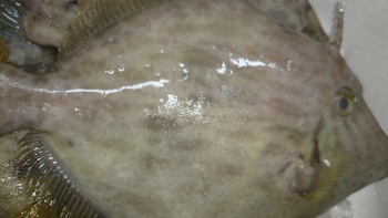 和歌山の美味しいお魚を食べに来て下さいね♪