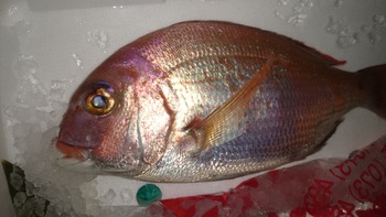 和歌山の美味しいお魚を食べに来て下さいね♪