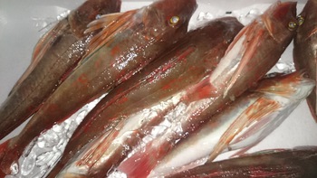 和歌山の美味しいお魚を食べに来て下さいね♪