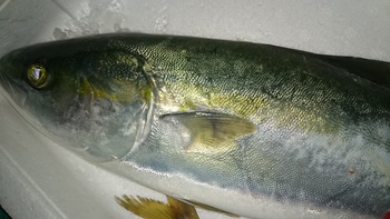 穴子入荷しましたよ♪