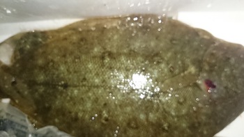 今日の超オススメはマゴチですよ♪