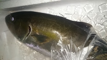今日の超オススメはアコウですよ♪