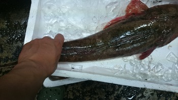 新鮮で美味しいお魚をいろは劇場に食べに来て下さいね♪