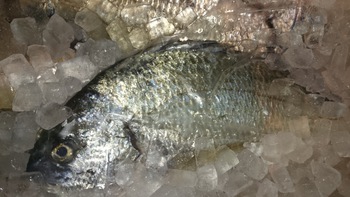 新鮮で美味しいお魚をいろは劇場に食べに来て下さいね♪