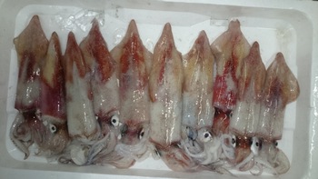 新鮮で美味しいお魚をいろは劇場に食べに来て下さいね♪