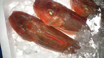 新鮮で美味しいお魚をいろは劇場に食べに来て下さいね♪