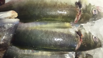 今日のいろは劇場は大漁ですよ♪