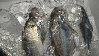 今日の超オススメは加太のサバですよ♪
