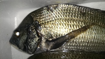 和歌山のこだわりのお魚を食べに来てください。