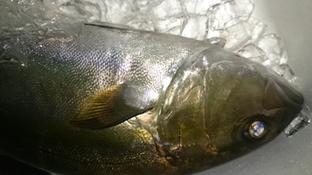 和歌山のこだわりのお魚を食べに来てください。