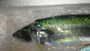 和歌山のこだわりのお魚を食べに来てください。
