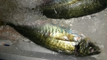 和歌山のこだわりのお魚を食べに来てください。