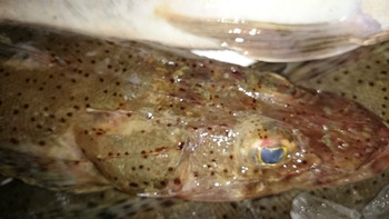 和歌山のこだわりのお魚を食べに来てください。