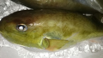 最高のお魚を取り揃えましたよ♪