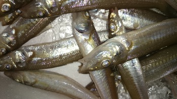 最高のお魚を取り揃えましたよ♪