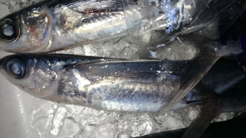 最高のお魚を取り揃えましたよ♪