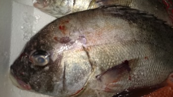 最高のお魚を取り揃えましたよ♪
