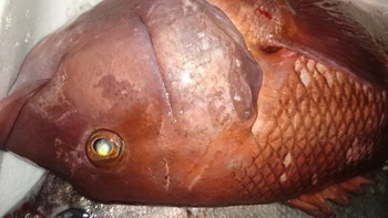 最高のお魚を取り揃えましたよ♪