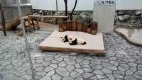 癒される(*´▽｀*)