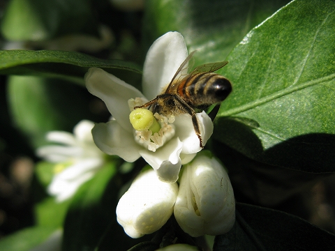 みかん蜂蜜のスイートメロンポテト