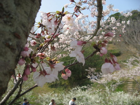 平草原公園の桜