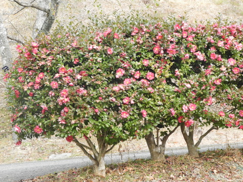 緑花センター　椿