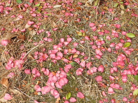 緑花センター　椿