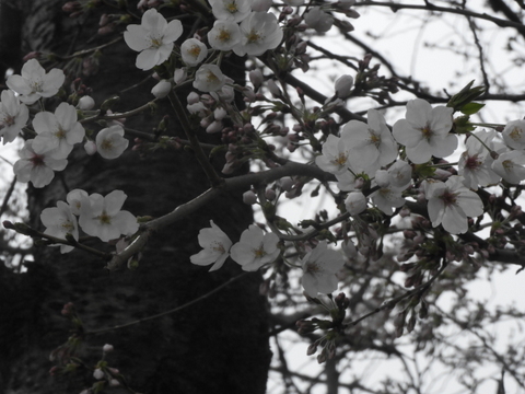 裏の桜