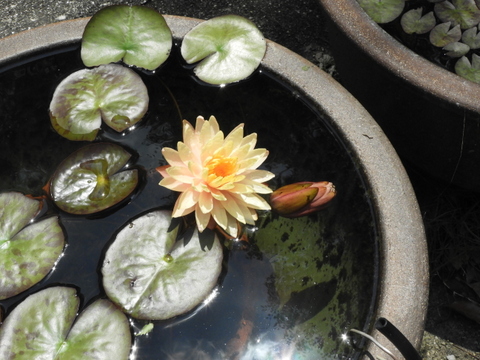 さっちゃんと緑花センターへ