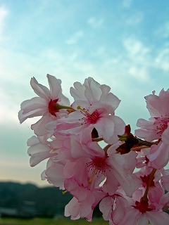 桜