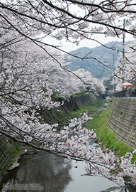 桜三昧