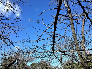 和歌山城の桜は？