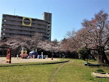 新南公園、広瀬公園の桜