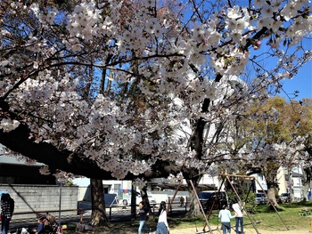 新南公園、広瀬公園の桜