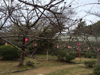 桜の開花は