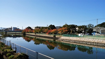 和歌川河川敷の桜の紅葉