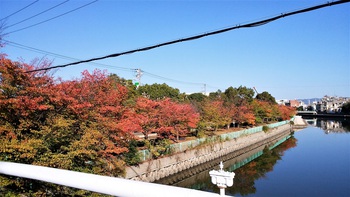和歌川河川敷の桜の紅葉