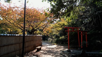 和歌山市岡公園内野生のリス 和歌山市岡公園内野生のリス