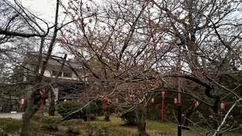 和歌山桜はまだ