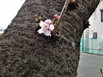 桜も開花、3月も終了