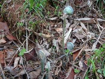 雑草の気持
