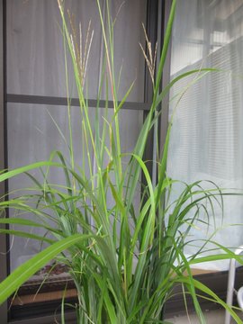 庭にも秋